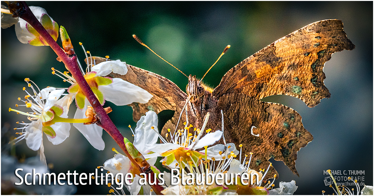 50 Schmetterlinge aus Blaubeuren Online