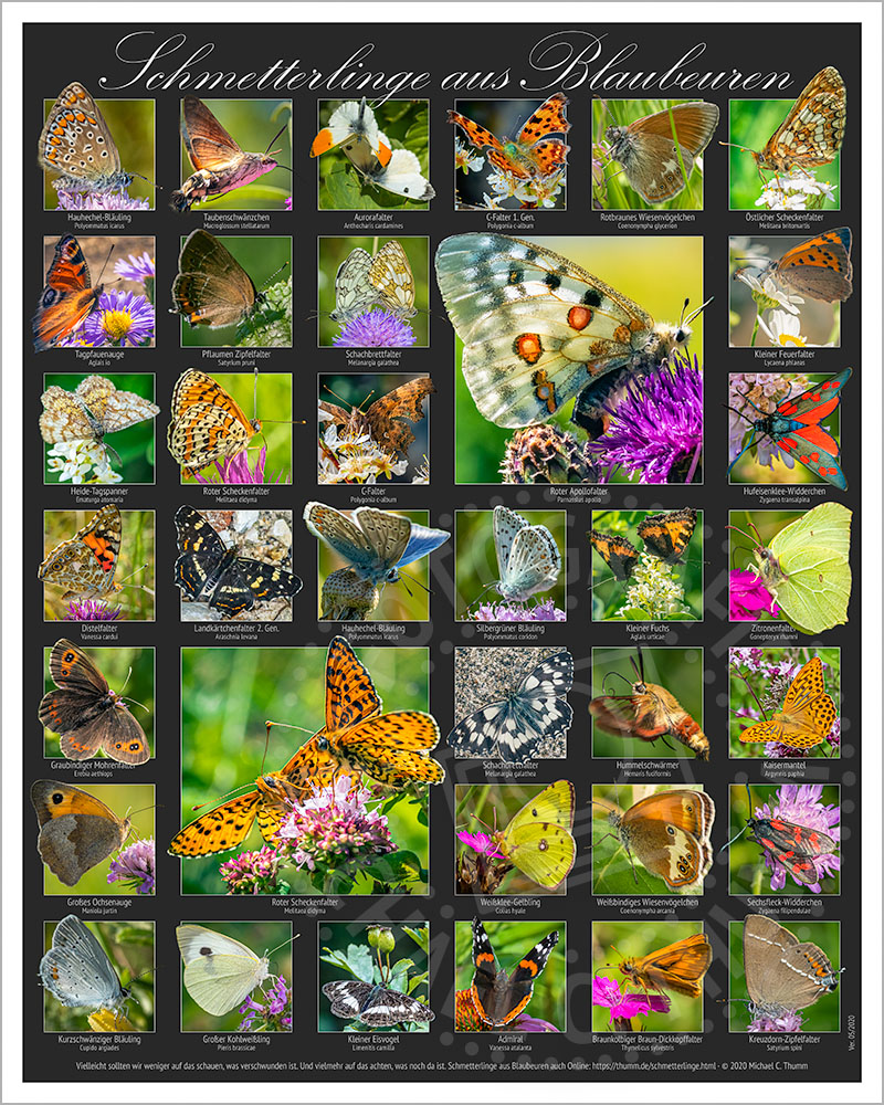 Schmetterlingstafel (40x50cm) mit 36 Abbildungen