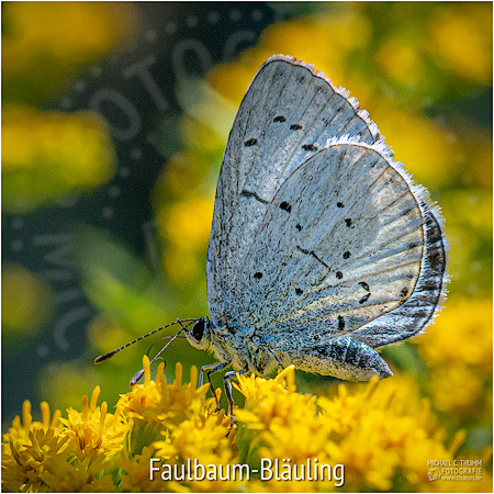 Faulbaum-Bläuling - © Michael C. Thumm