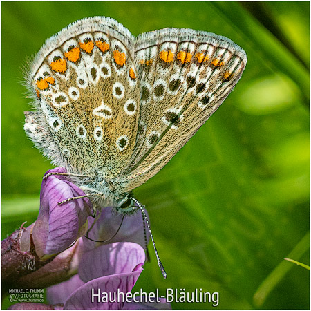 Hauhechel-Bläuling - © Michael C. Thumm