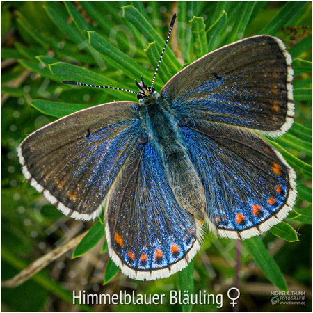 Himmelblauer Bläuling - © Michael C. Thumm
