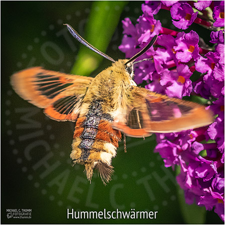 Hummelschwärmer - © Michael C. Thumm