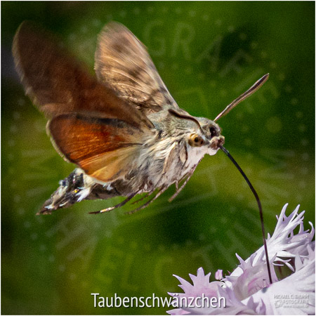 Taubenschwänzchen - © Michael C. Thumm