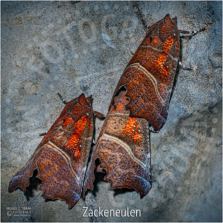 Zackeneulen - © Michael C. Thumm
